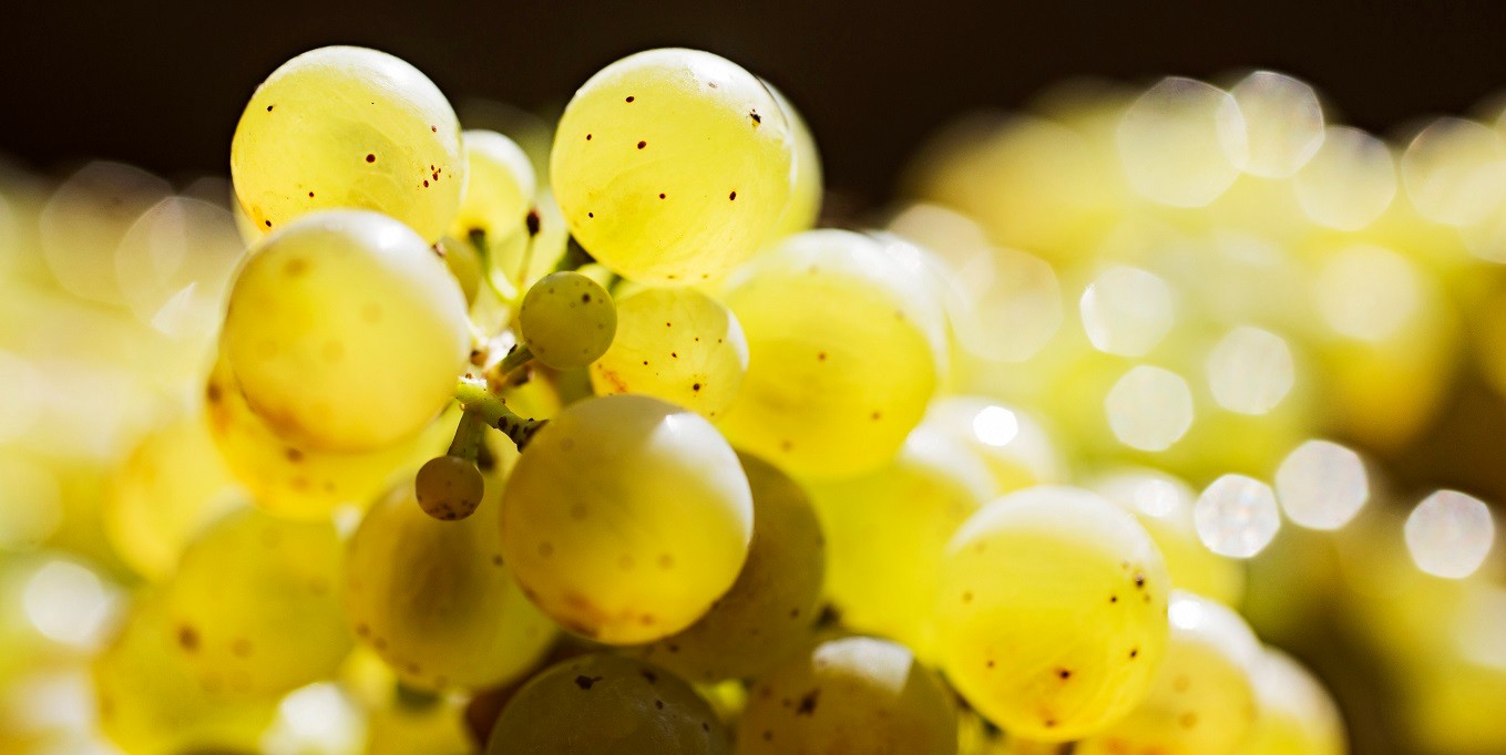 Rebsorte Auxerrois